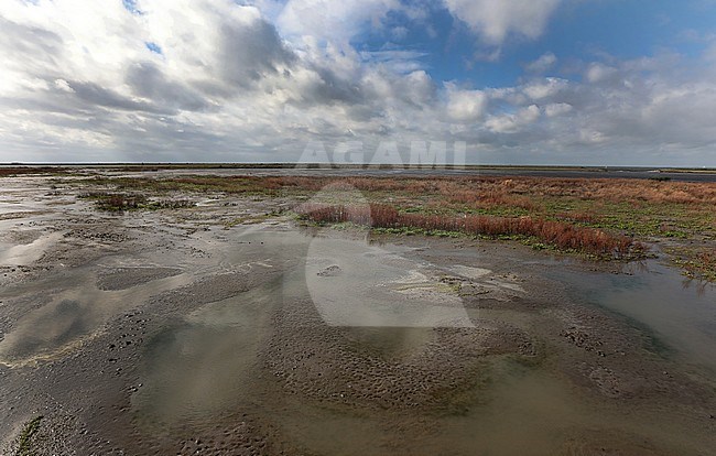 Landscape the Markerwadden with first vegetation stock-image by Agami/Jacques van der Neut,