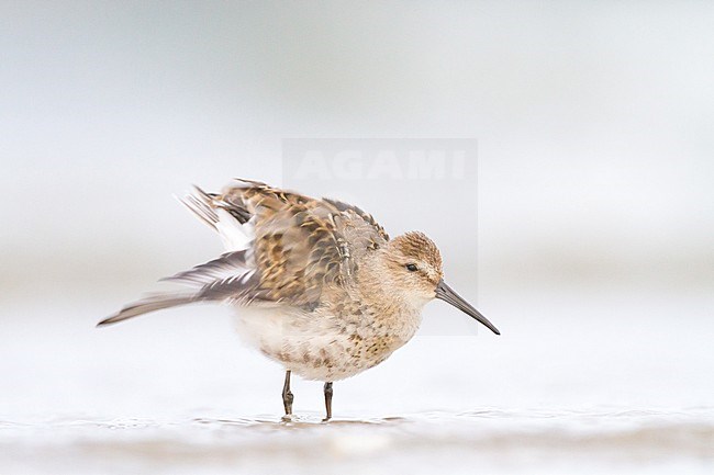 Bonte Strandloper, Dunlin, Calidris alpina juvenile foraging on beach stock-image by Agami/Menno van Duijn,