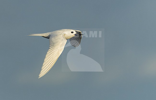 Indo-pacific White Tern (Gygis (alba) candida) in flight off Norfolk island, Australia. stock-image by Agami/Marc Guyt,