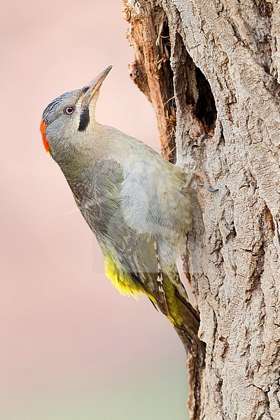 Levaillant's Woodpecker (Picus vaillantii), adult female at her nest in Morocco. stock-image by Agami/Saverio Gatto,