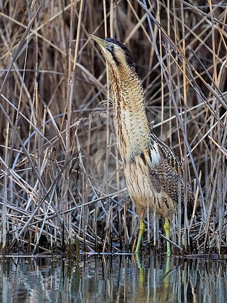 Eurasian Bittern (Botaurus stellaris) hunting from the edge of a reedbeed in Italy. stock-image by Agami/Daniele Occhiato,
