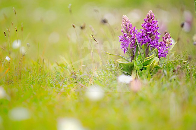 Bloeiende Brede orchis, Flowering Broad-leaved Marsh Orchid stock-image by Agami/Wil Leurs,