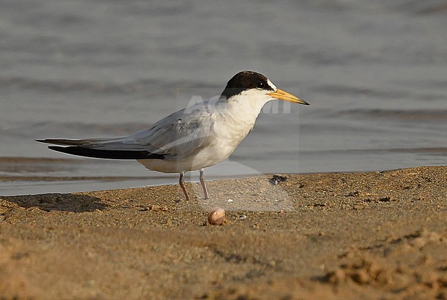 The Saunders's Tern (Sternula saundersi) breeds along the Arabian Peninsula and winters at 'paradise' coral islands in the Indian Ocean. Recently identification is clarified and in hindsight a lot of Little Terns were wrongly identified as Saunders's. stock-image by Agami/Eduard Sangster,
