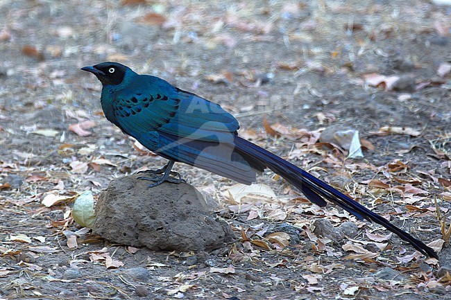 Long-tailed Glossy Starling
(Lamprotornis caudatus), adult bird standing on a rock in Gambia, Africa stock-image by Agami/Kari Eischer,