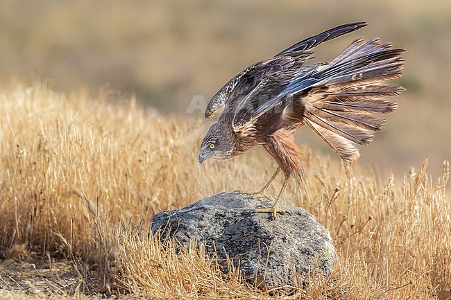 Male marsh harier shaking feathers stock-image by Agami/Onno Wildschut,
