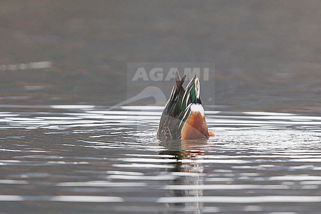 A dabbling adult male Northern Shoveler (Spatula clypeata) stock-image by Agami/Mathias Putze,