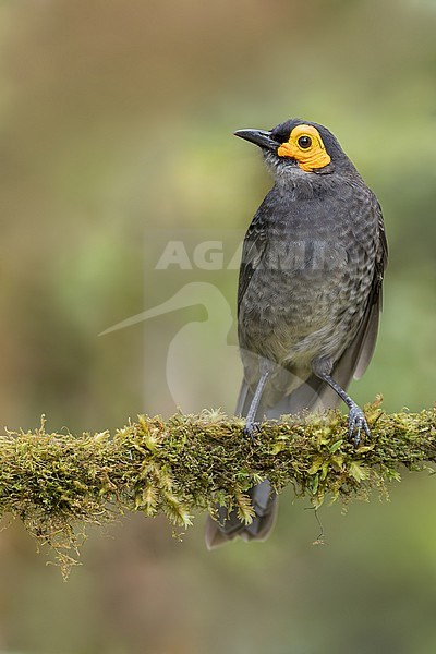 Smoky Honeyeater (Melipotes fumigatus) Perched on a branch in Papua New Guinea stock-image by Agami/Dubi Shapiro,