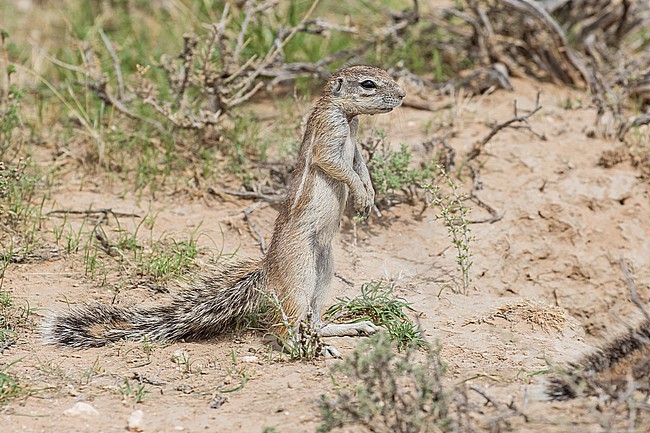 Cape ground squirrel (Geosciurus inauris) in South Africa. Also known as South African ground squirrel. stock-image by Agami/Pete Morris,