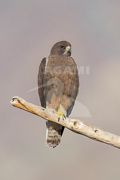 Adult (dark morph)
San Diego Co., CA
April 2023 stock-image by Agami/Brian E Small,