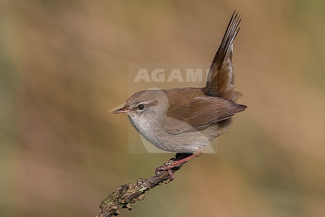 Cetti's Zanger; Cetti's Warbler stock-image by Agami/Daniele Occhiato,