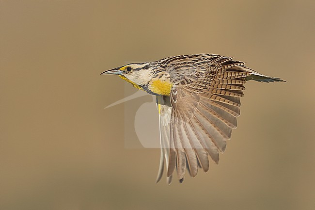 Adult Chihuahuan Meadowlark (Sturnella lilianae)
Cochise Co., Arizona, USA
May stock-image by Agami/Brian E Small,