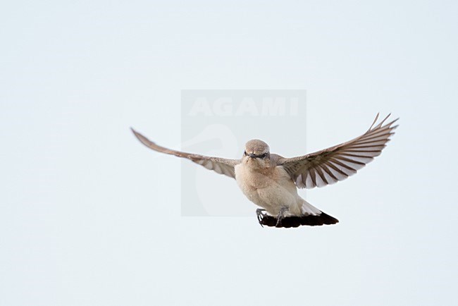 Mannetje Tapuit in de vlucht; Male Northern Wheatear in flight stock-image by Agami/Markus Varesvuo,