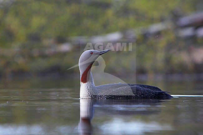 Roodkeelduiker, Red-throated Loon, Gavia stellata stock-image by Agami/Jari Peltomäki,