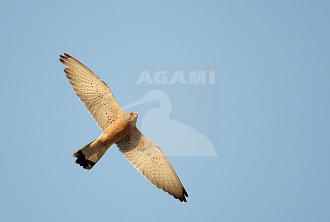 Mannetje Kleine torenvalk in vlucht, Male Lesser Kestrel in flight stock-image by Agami/Markus Varesvuo,