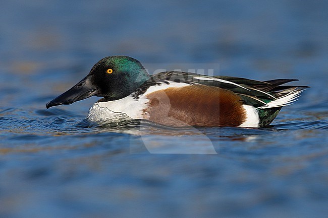 Northern Shoveler (Spatula clypeata), side view of an adult male in the water, Campania, Italy stock-image by Agami/Saverio Gatto,