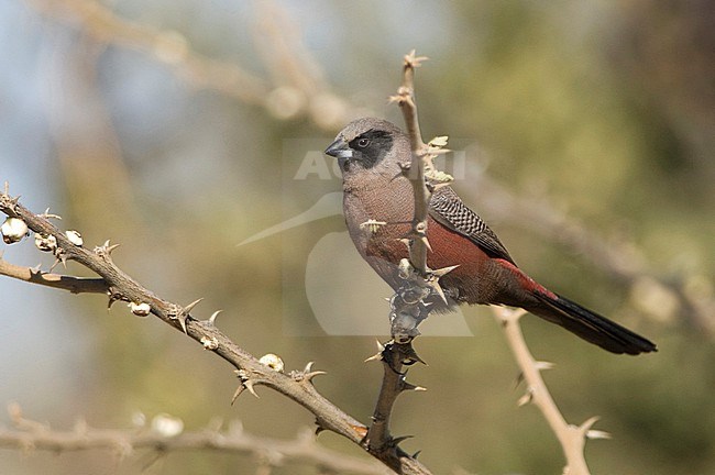 Black-faced Waxbill (Brunhilda erythronotos) in nambia. stock-image by Agami/Jacob Garvelink,