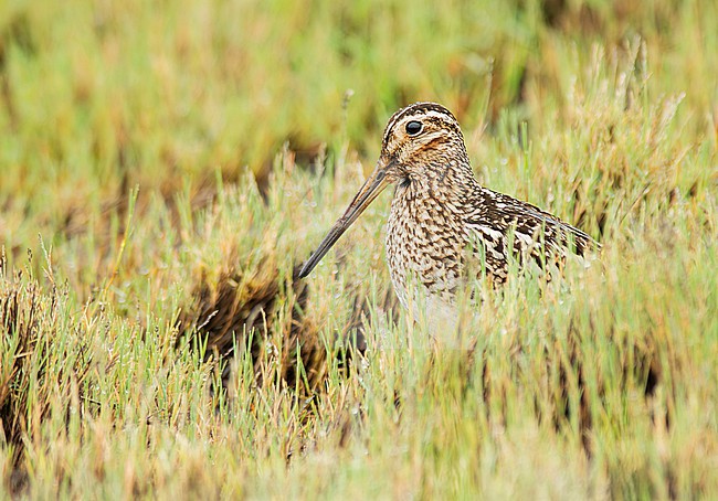 Puna Snipe (Gallinago andina andina) (subspecies) in grassland in Cusco, Peru, South-America. stock-image by Agami/Steve Sánchez,