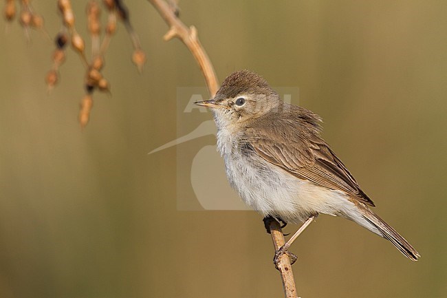 Kleine Spotvogel, Booted Warbler stock-image by Agami/Ralph Martin,