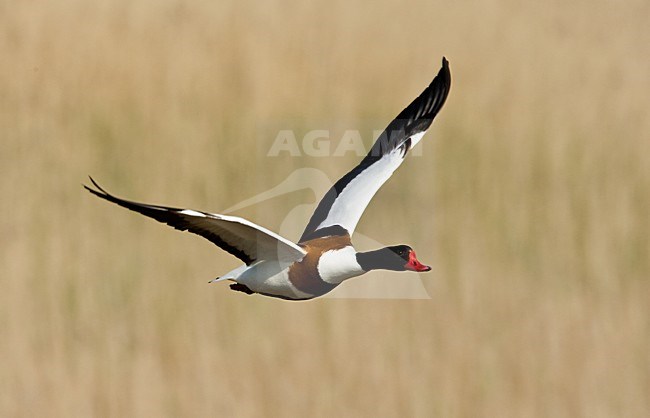 Bergeend vrouwtje vliegend; Common Shelduck female flying stock-image by Agami/Roy de Haas,
