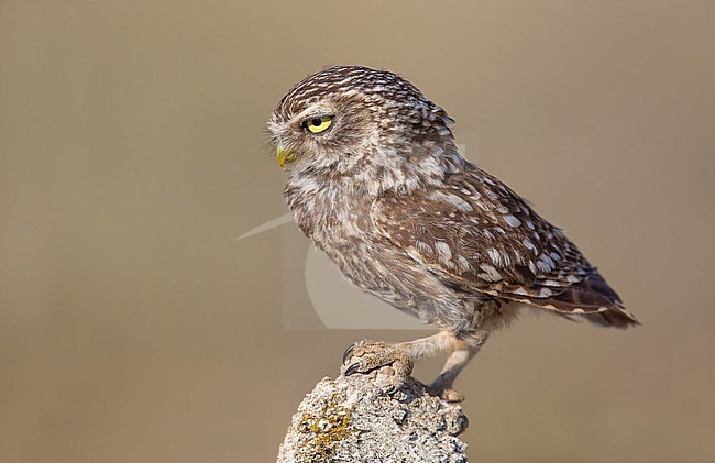 Perched on a small rock ledge, a Little Owl prepares to leap into action, poised to launch into the air in pursuit of prey. stock-image by Agami/Onno Wildschut,