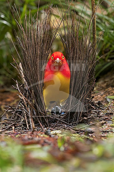 Flame Bowerbird (Sericulus ardens) perched at its bower in Papua New Guinea. stock-image by Agami/Glenn Bartley,