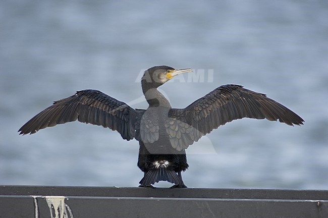 Aalscholver op ijzeren balk vleugels drogend, Great Cormorant on iron bar drying its wings stock-image by Agami/Wil Leurs,