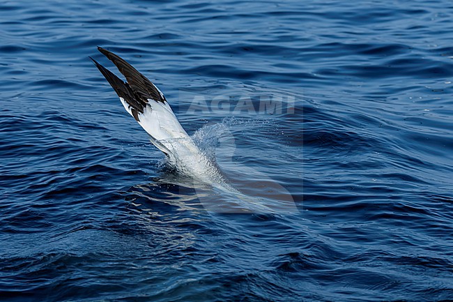 Northern Gannet (Morus bassanus) hunting for fish. stock-image by Agami/Marcel Burkhardt,