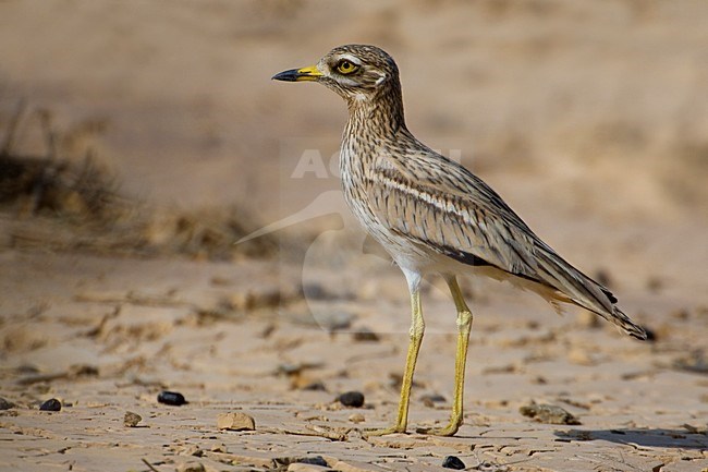 Occhione; Stone Curlew; Burhinus oedicnemus stock-image by Agami/Daniele Occhiato,