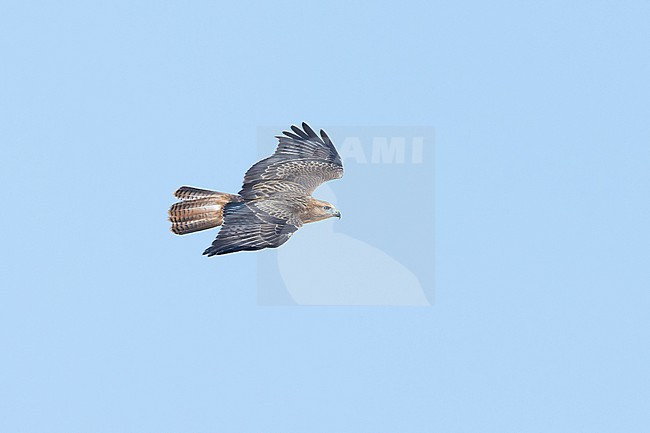 Long-legged Buzzard (Buteo buteo cirtensis) in flight at Cap Blanc, Nouadhibou. Also called Atlas Long-legged Buzzard. stock-image by Agami/David Monticelli,