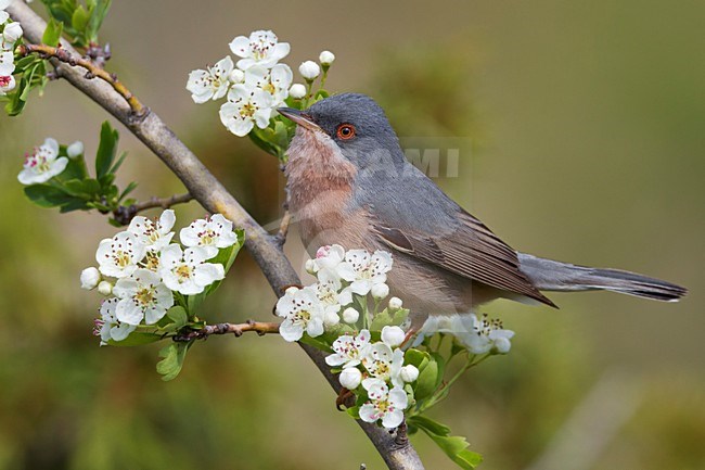 Male Moltoni's Warbler perched in white flowers stock-image by Agami/Daniele Occhiato,