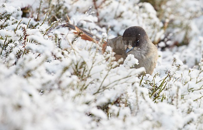 Taigagaai in de sneeuw, Siberian Jay in the snow stock-image by Agami/Markus Varesvuo,