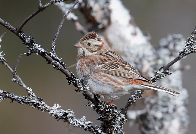 Volwassen vrouwtje Bosgors; Adult female Rustic Bunting stock-image by Agami/Markus Varesvuo,