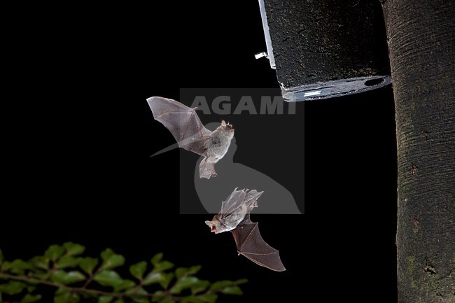 Franjestaart vliegend voor vleermuizenkast, Natterer's Bat flying in front of batbox stock-image by Agami/Theo Douma,
