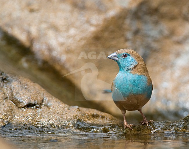 Angolees Blauwfazantje, Blue Waxbill, Uraeginthus angolensis stock-image by Agami/Marc Guyt,