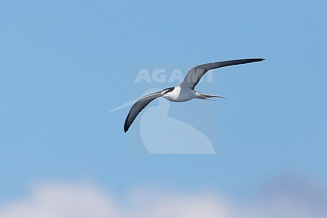 Brided tern (Onychoprion anaethetus), in flight, with the blue sky and clouds as background stock-image by Agami/Sylvain Reyt,
