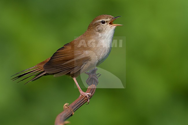 Cettis Zanger zingend; Cettis Warbler singing stock-image by Agami/Daniele Occhiato,