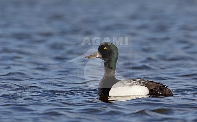 Mannetje Topper; Male Greater Scaup stock-image by Agami/Markus Varesvuo,