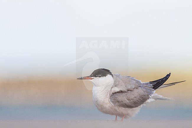 Visdief, Common Tern, Sterna hirundo stock-image by Agami/Menno van Duijn,