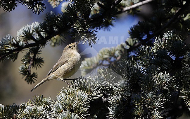 Canary Islands Chiffchaff (Phylloscopus canariensis canariensis) perched in tree at El Portillo, Tenerife, Canary Islands stock-image by Agami/Helge Sorensen,