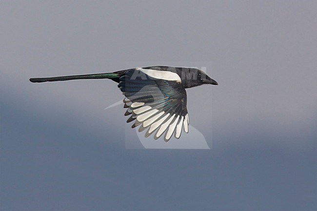 Ekster, Eurasian Magpie; Pica pica stock-image by Agami/Daniele Occhiato,