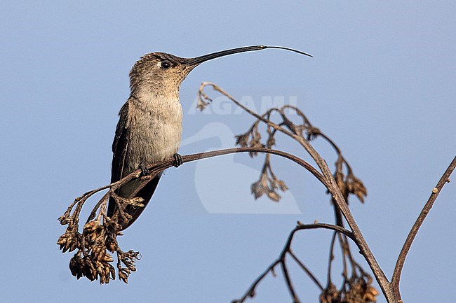 A female Oasis Hummingbird (Rhodopis vesper vesper) at Mejía, Peru. stock-image by Agami/Tom Friedel,