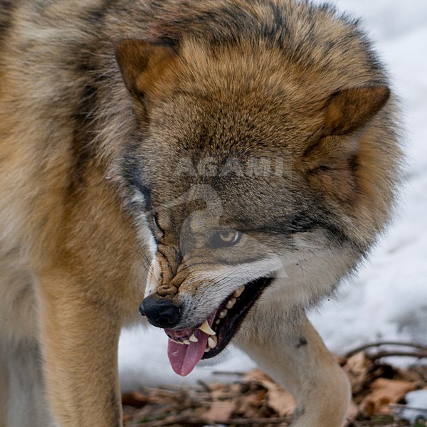 Boze Wolf; Angry Grey Wolf stock-image by Agami/Han Bouwmeester,