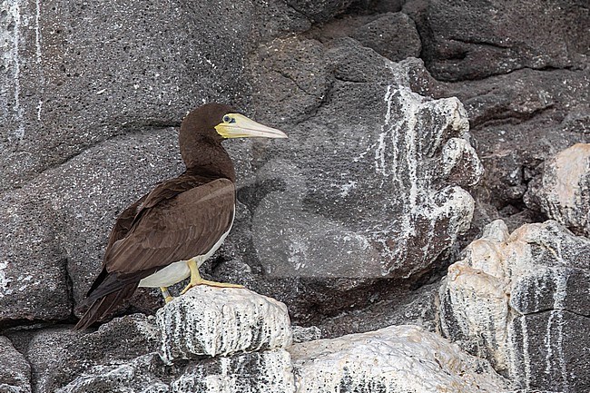 Adult Brown boobies (Sula leucogaster), sitting on a cliff, with a dark background, in Raso island, Cape Verde. stock-image by Agami/Sylvain Reyt,