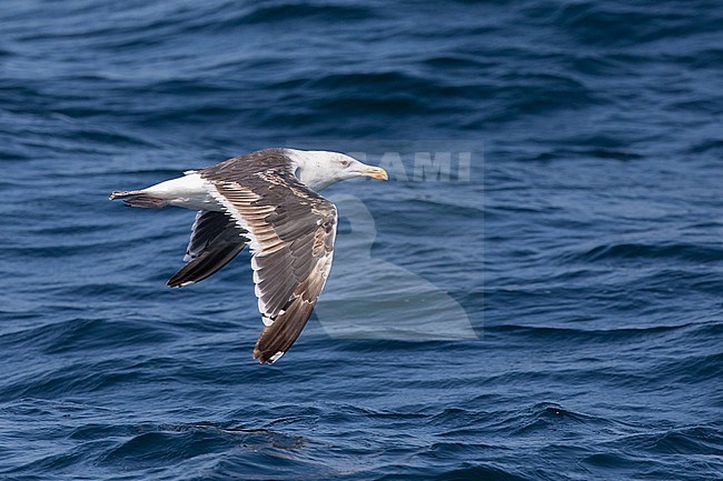 Great Black-backed Gull (Larus marinus), 4cy bird in flight, with the sea as background stock-image by Agami/Sylvain Reyt,
