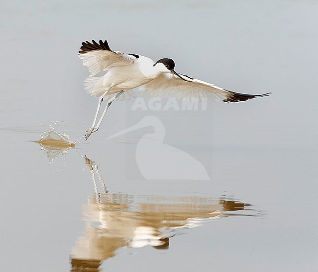 Pied Avocet, Recurvirostra avosetta, during spring in the Wagejot on Texel, Netherlands. stock-image by Agami/Marc Guyt,