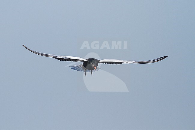 White-winged Tern - Weissflügel-Seeschwalbe - Chlidonias leucopterus, Poland, adult stock-image by Agami/Ralph Martin,