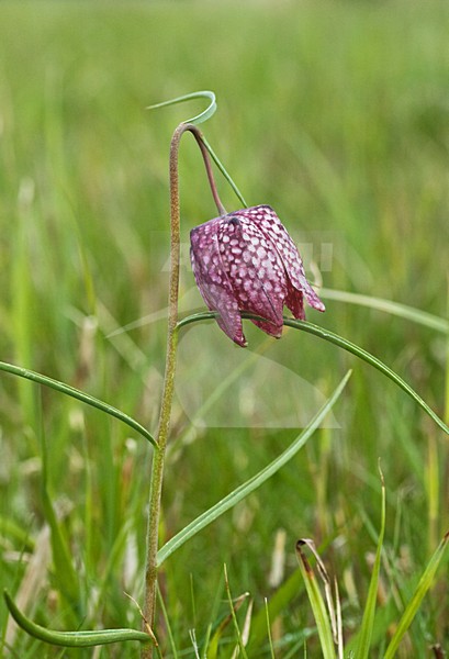 Kievitsbloem, Snakes Head Fritillary, Fritillaria meleagris stock-image by Agami/Marc Guyt,