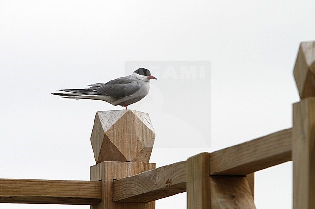 Adult Eastern Common Tern (Sterna hirundo (tibetana or minussensis)) perched on a wooden fench in Tibet. stock-image by Agami/James Eaton,