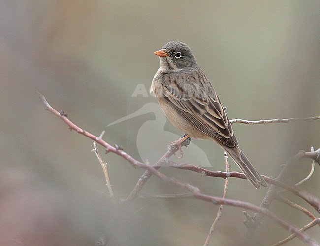 Steenortolaan, Grey-necked Bunting stock-image by Agami/Mike Danzenbaker,