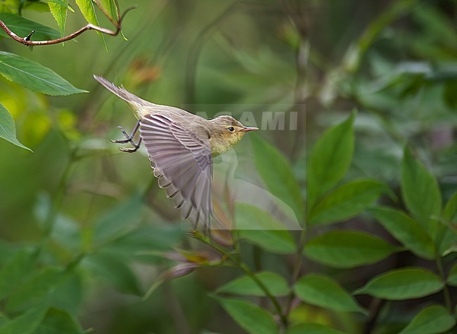 Adult Icterine Warbler (Hippolais icterina) taking off from a bush. Side view of bird with elder leaves as background. stock-image by Agami/Kari Eischer,